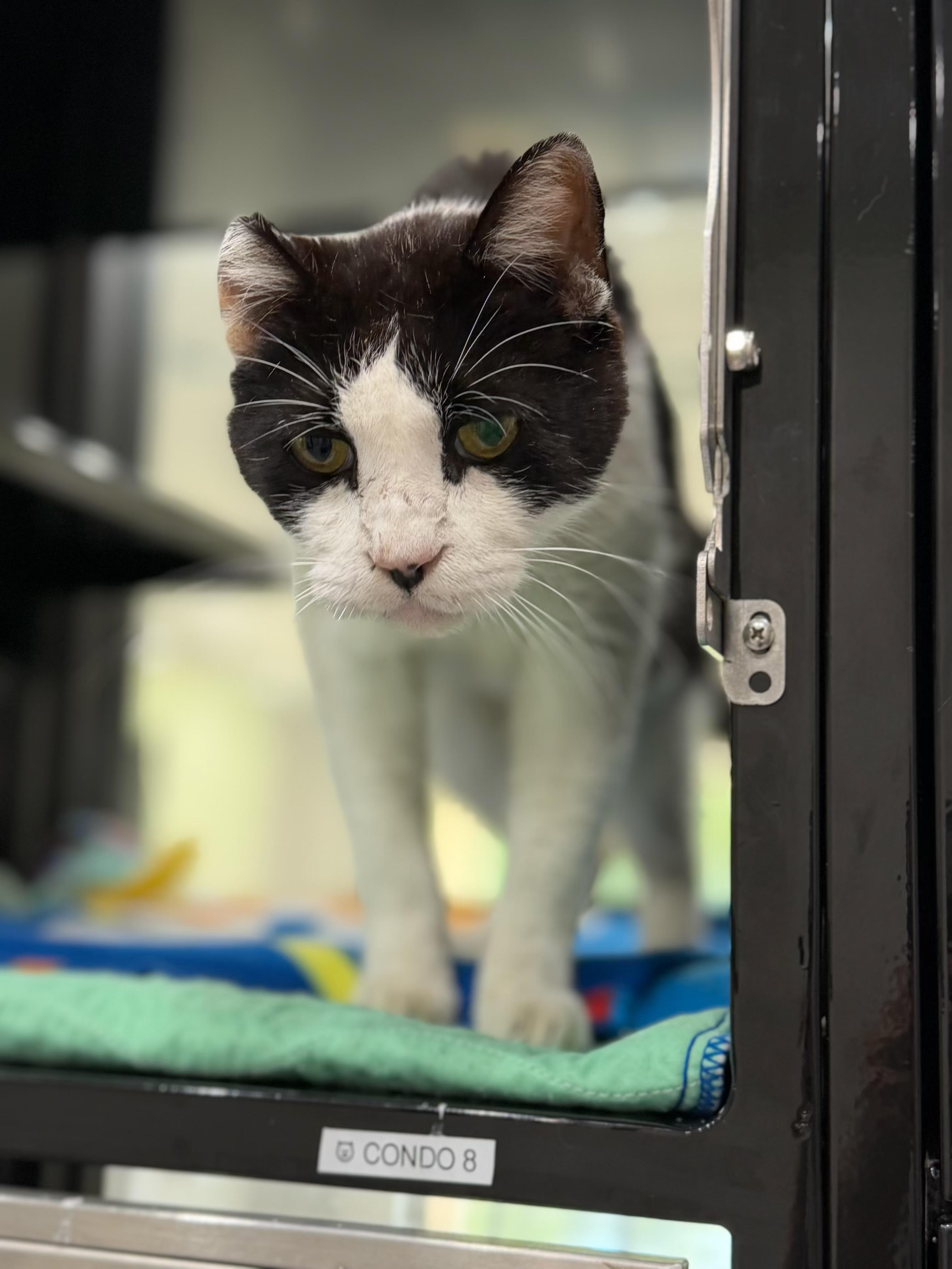 Kooku, an adopted Domestic Short Hair in Sherman, TX image 1/3