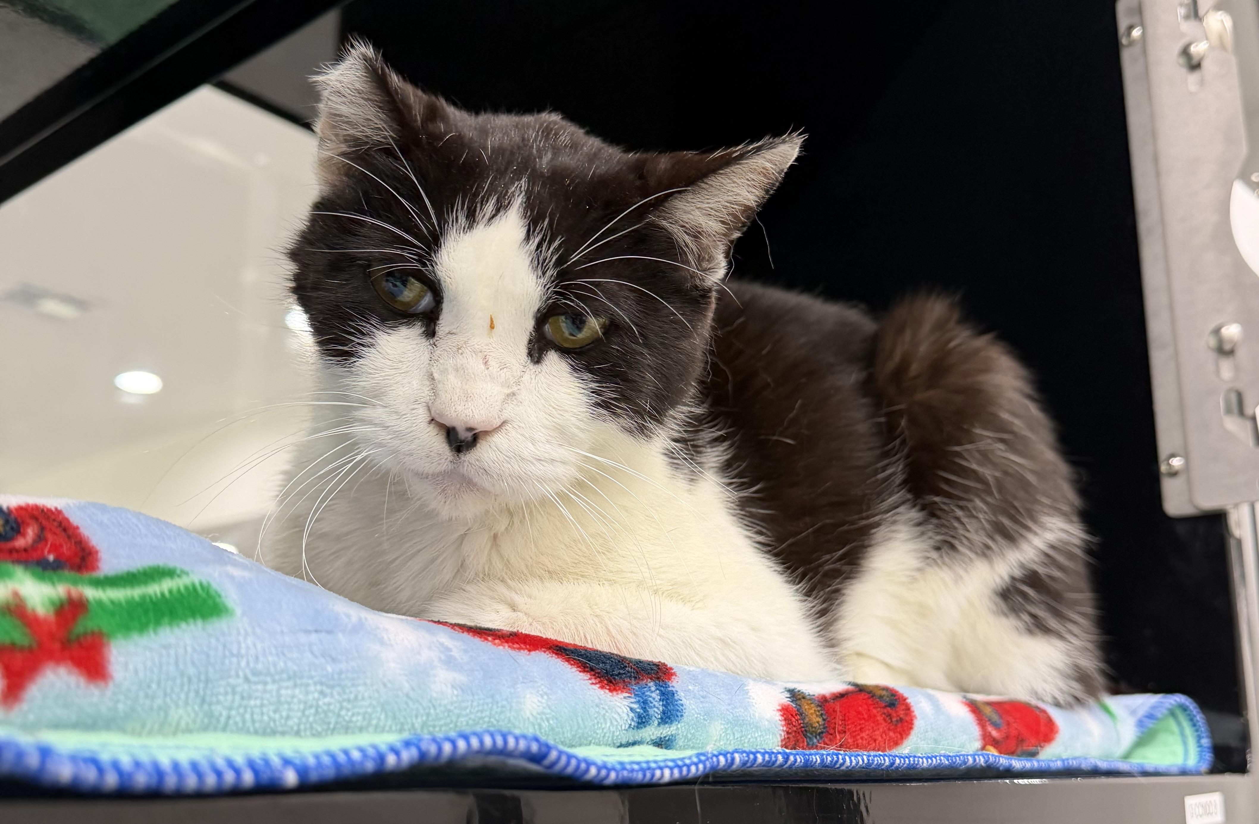 Kooku, an adopted Domestic Short Hair in Sherman, TX image 2/3