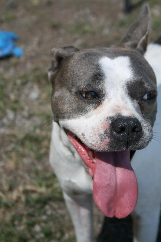 April, Adoptable, Adult Female Mixed Breed.