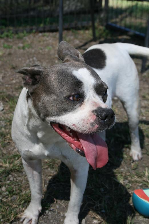 April, a Adoptable mixed breed in Scott, LA image 2/6