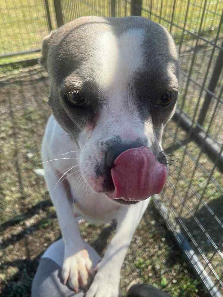 April, a Adoptable mixed breed in Scott, LA image 3/6