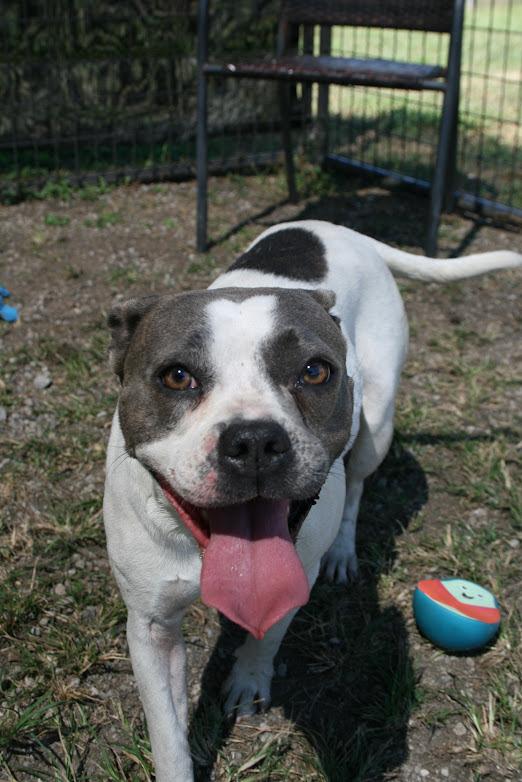 April, a Adoptable mixed breed in Scott, LA image 4/6