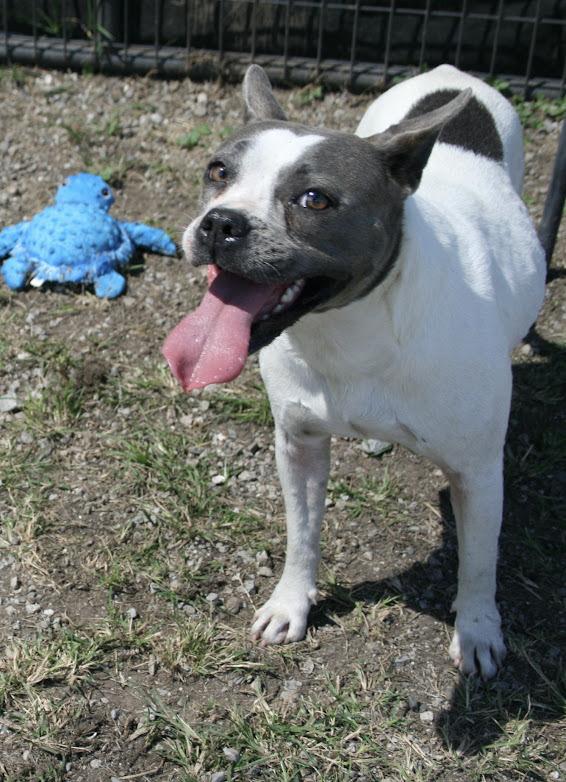 April, a Adoptable mixed breed in Scott, LA image 5/6