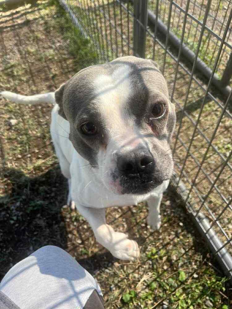 April, a Adoptable mixed breed in Scott, LA image 6/6