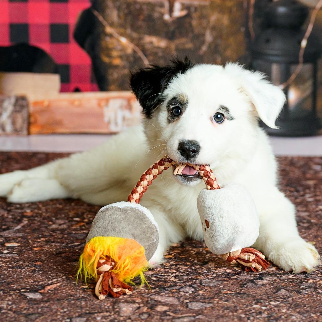 14 (2026) Marshmallow, Adoptable, Puppy Female Cattle Dog.