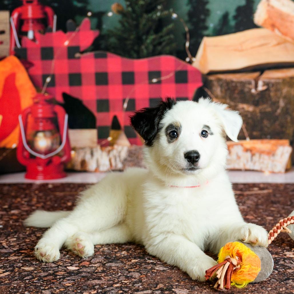 Enlarge 14 (2026) Marshmallow, a Adoptable Cattle Dog in Parker, CO image 2/6