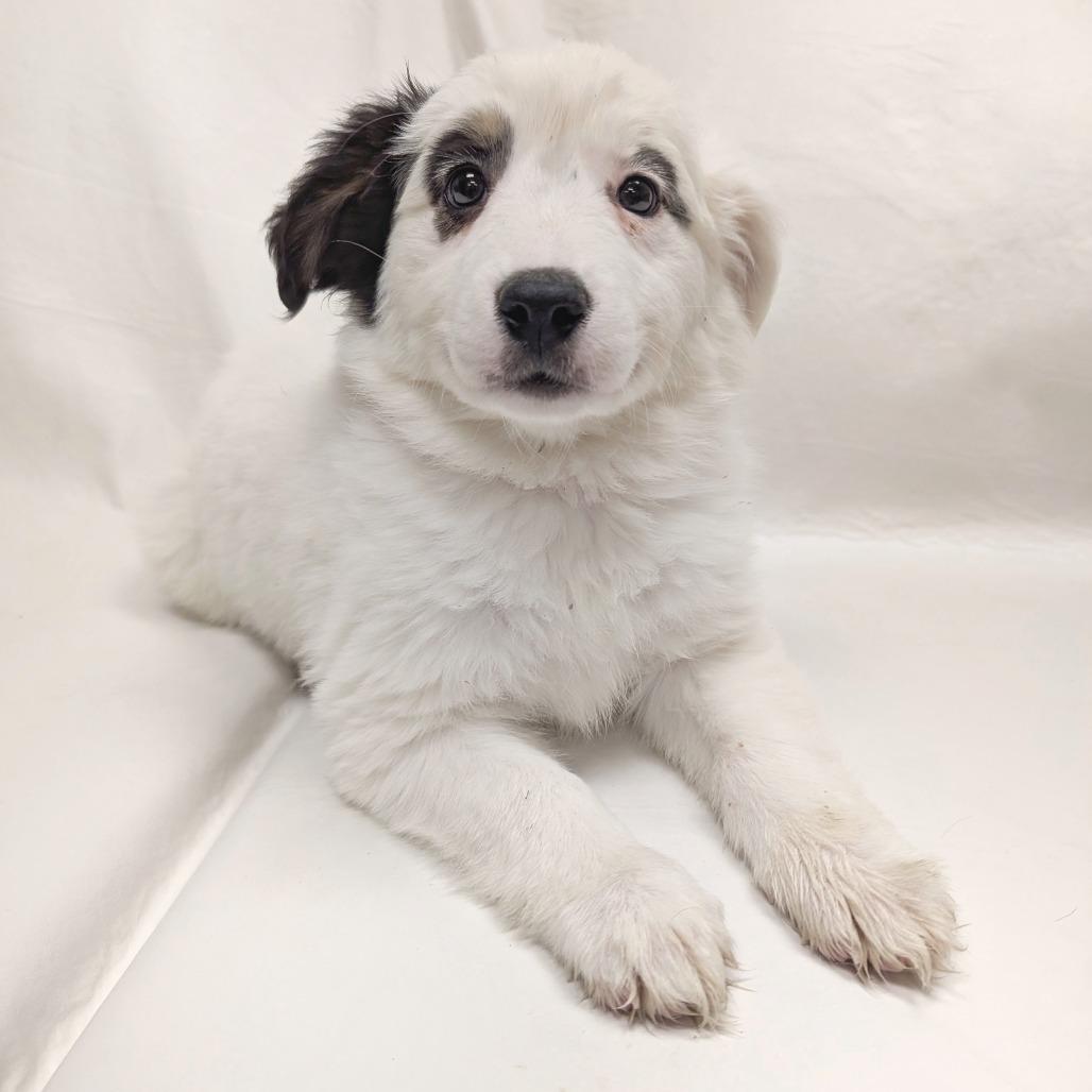 Enlarge 14 (2026), a Adoptable Cattle Dog in Parker, CO image 1/2