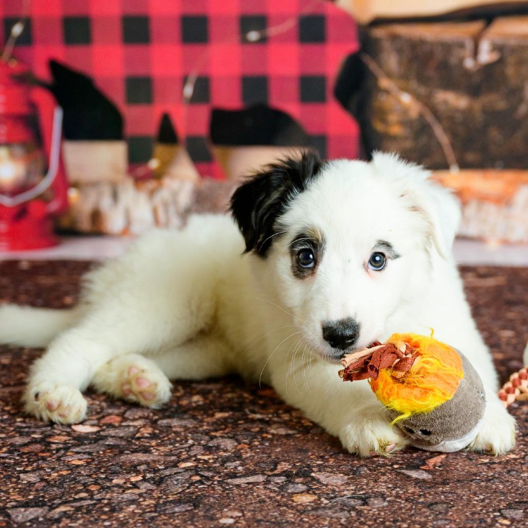 Enlarge 14 (2026) Marshmallow, a Adoptable Cattle Dog in Parker, CO image 4/6