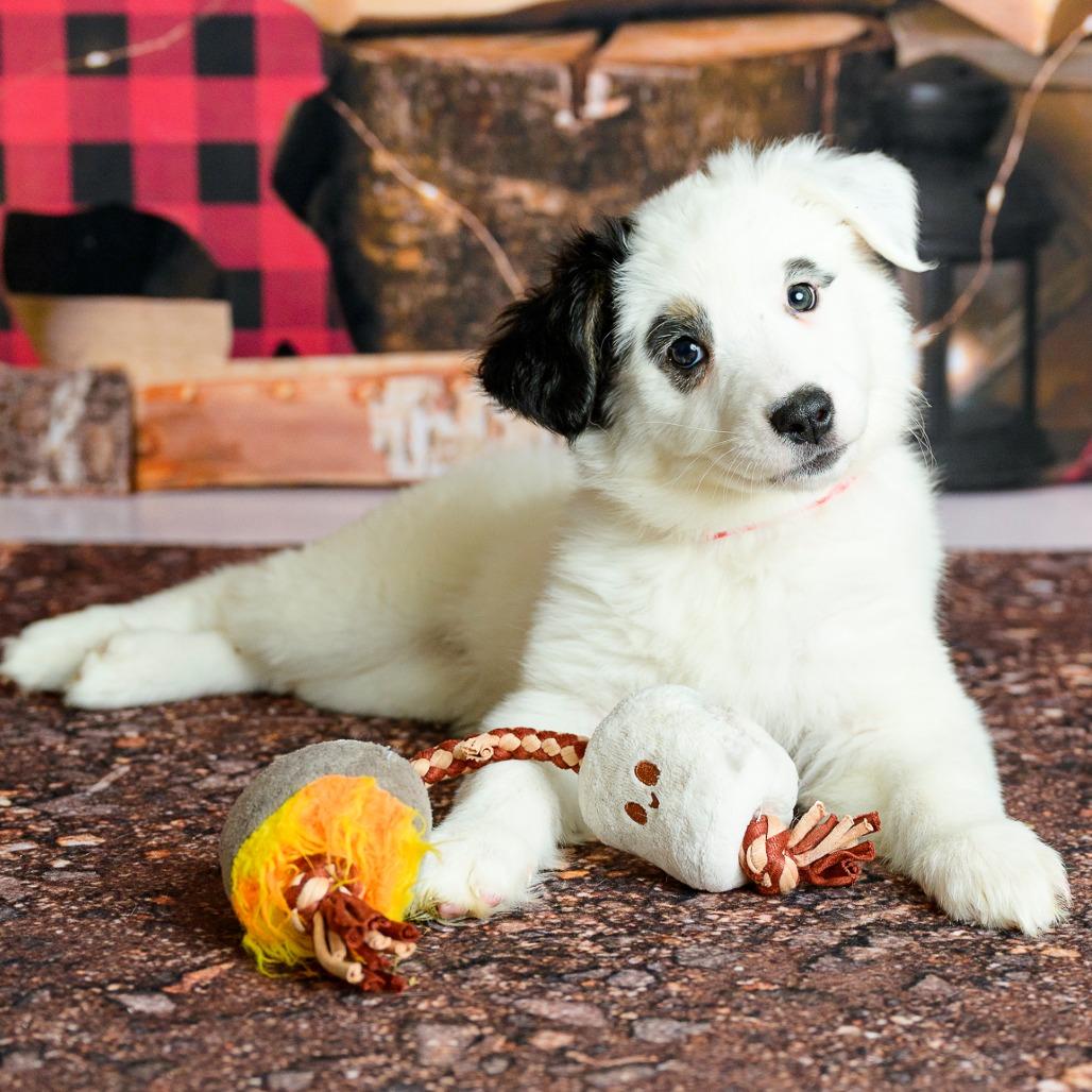 Enlarge 14 (2026) Marshmallow, a Adoptable Cattle Dog in Parker, CO image 5/6