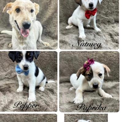 Enlarge 14 (2026), a Adoptable Cattle Dog in Parker, CO image 2/2