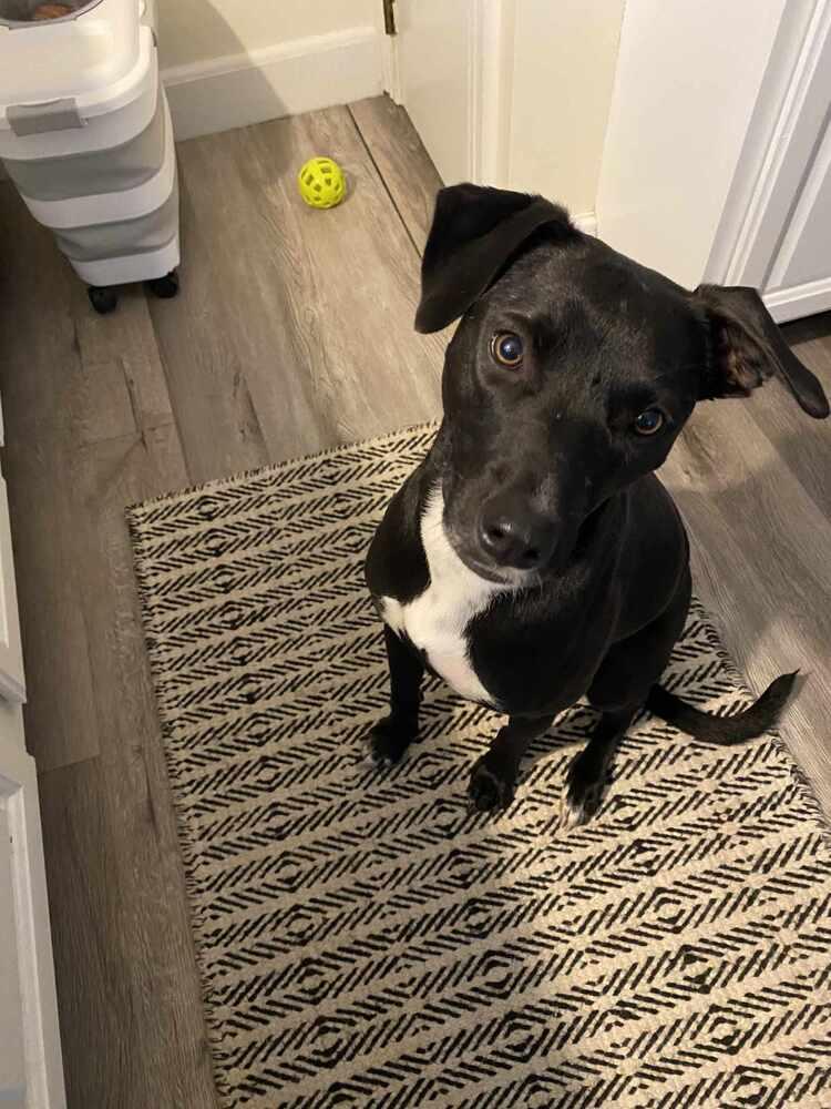 Oreo, Adoptable, Young Female Labrador Retriever.
