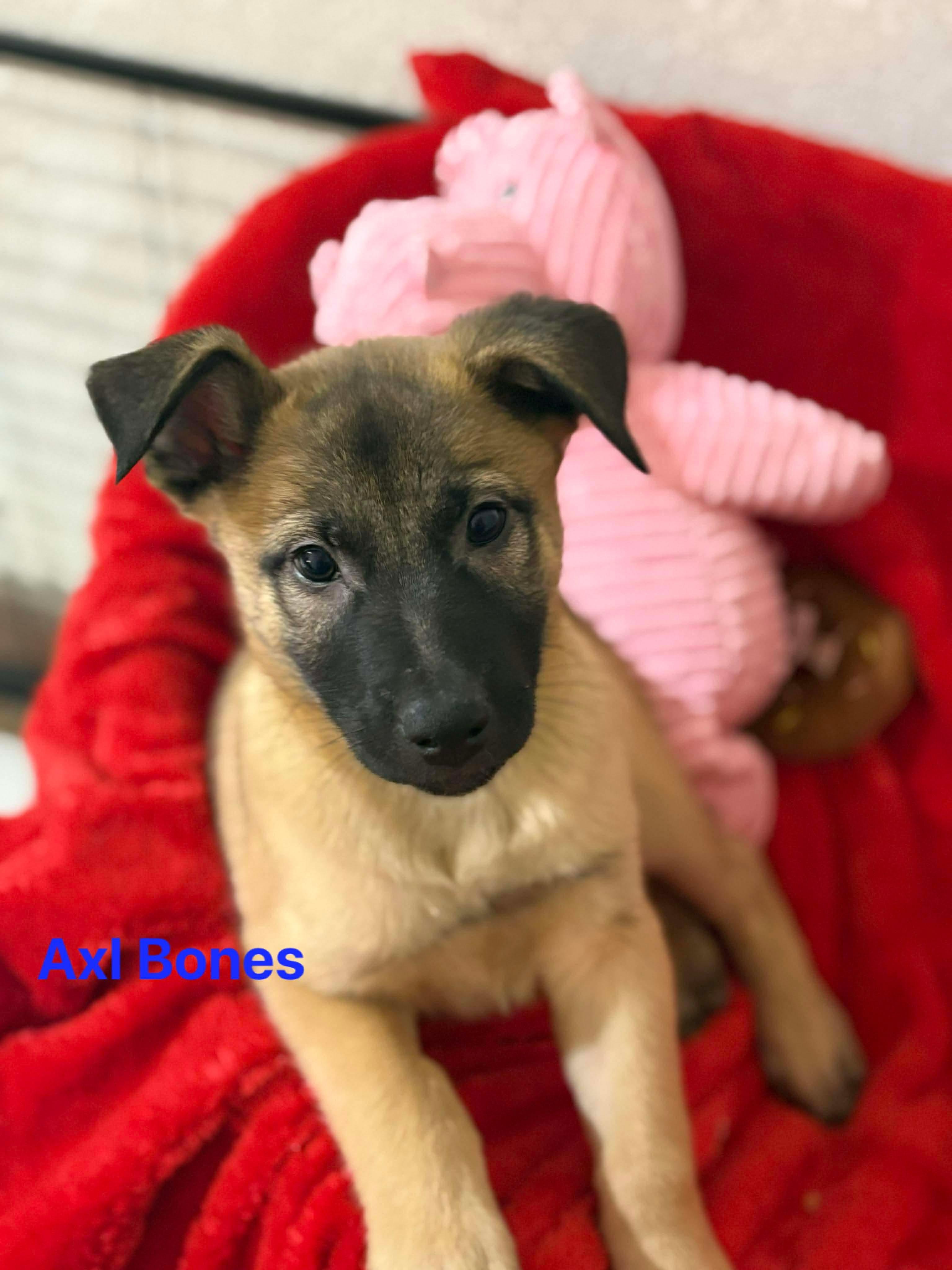Axl Bones, ADOPTABLE, Puppy Male Belgian Shepherd / Malinois & Cattle Dog.