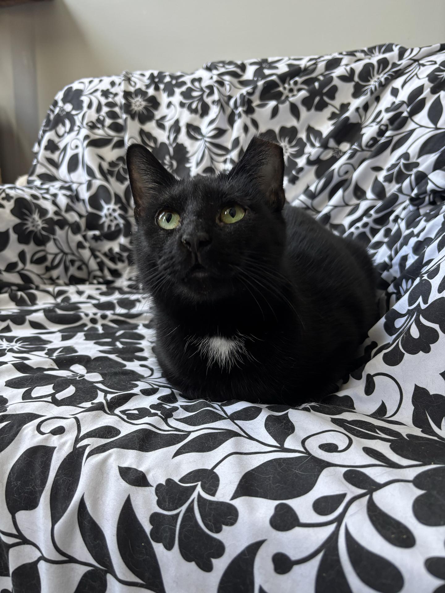 Francie Florence, adopted, Young Female Domestic Short Hair.