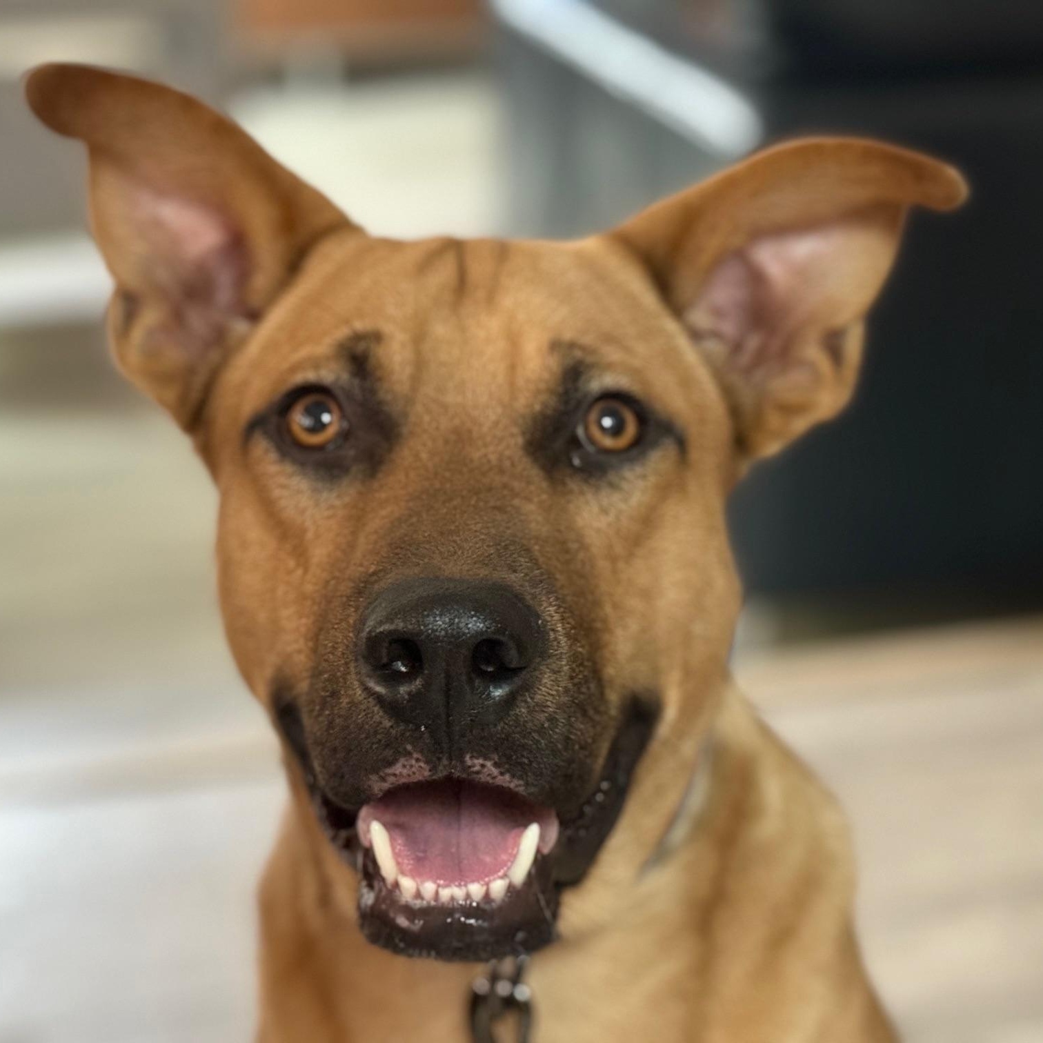 Scooby, Adult Male Labrador Retriever