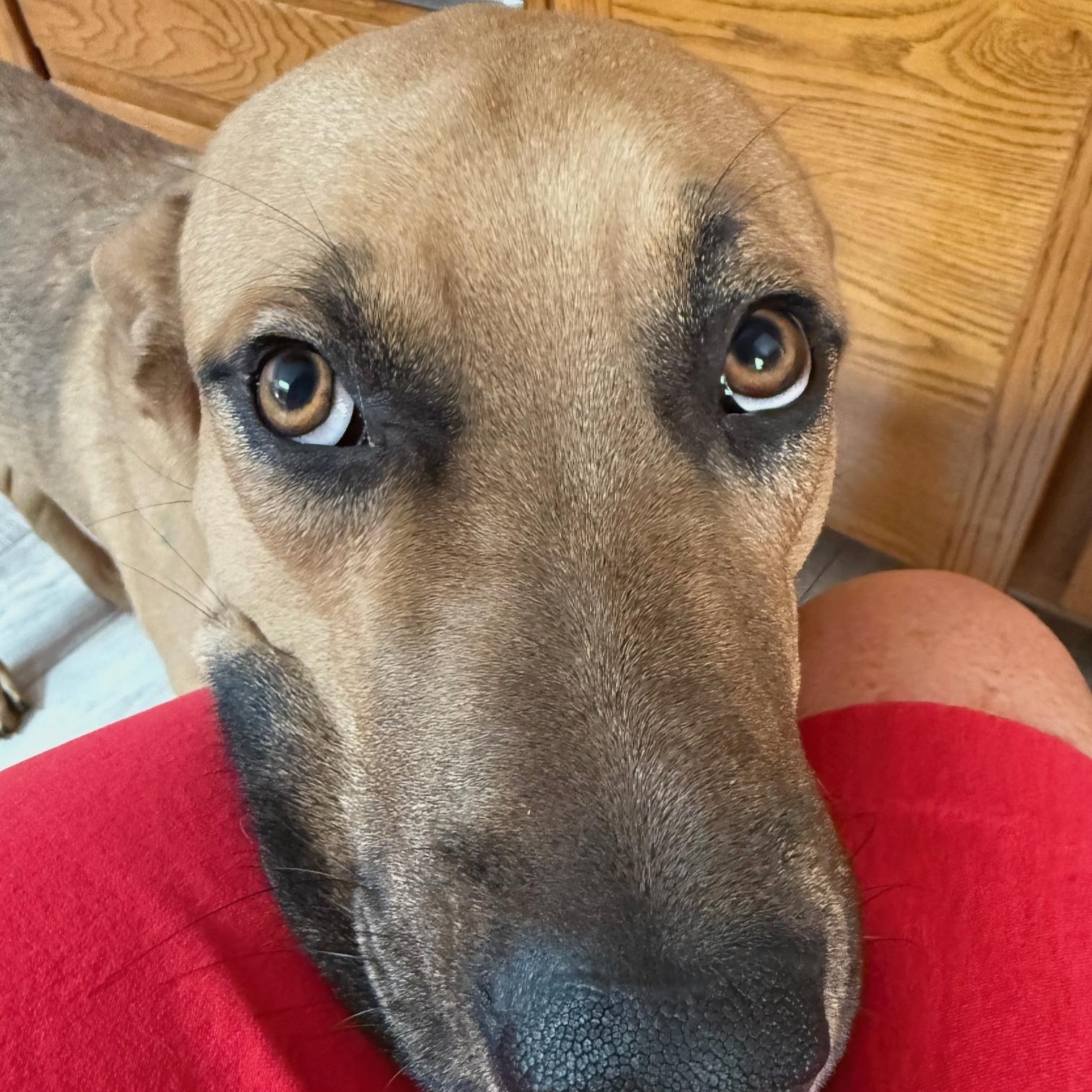 Scooby photo 3