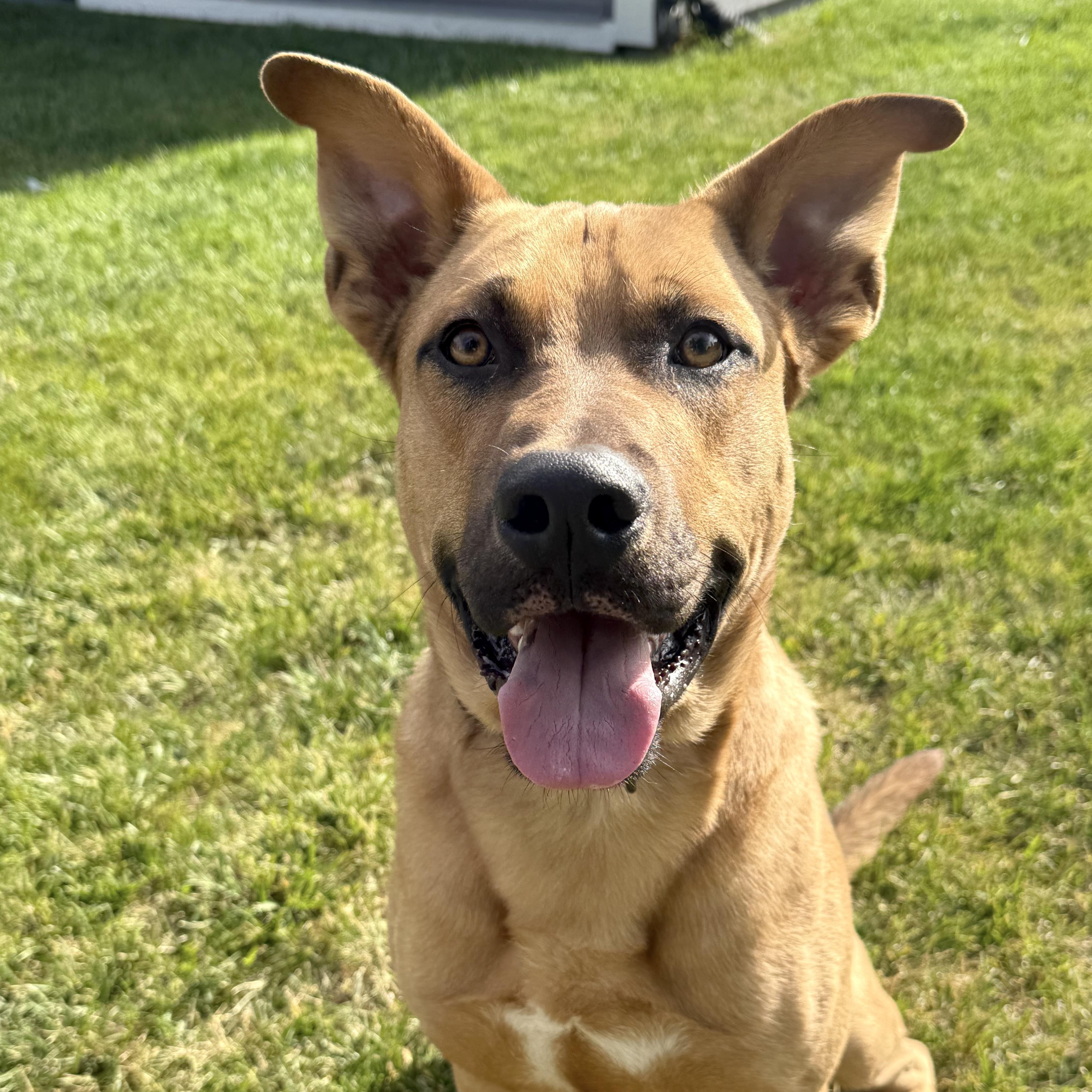 Scooby photo 4