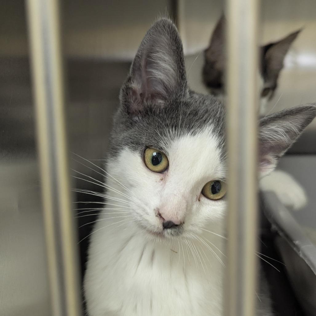 Carina, an adopted Domestic Short Hair in Fenton, MI image 2/2
