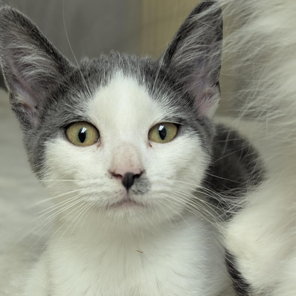 Carina, an adopted Domestic Short Hair in Fenton, MI image 1/2