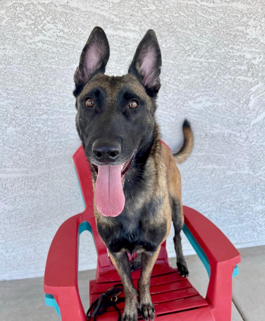 Tequila, a Adopted Belgian Shepherd / Malinois in Mesa, AZ image 1/3