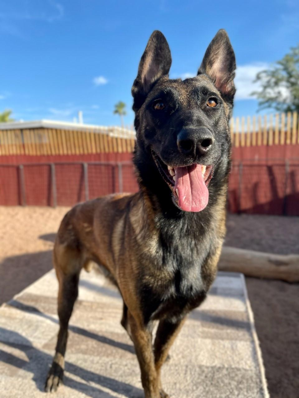Tequila, a Adopted Belgian Shepherd / Malinois in Mesa, AZ image 2/3