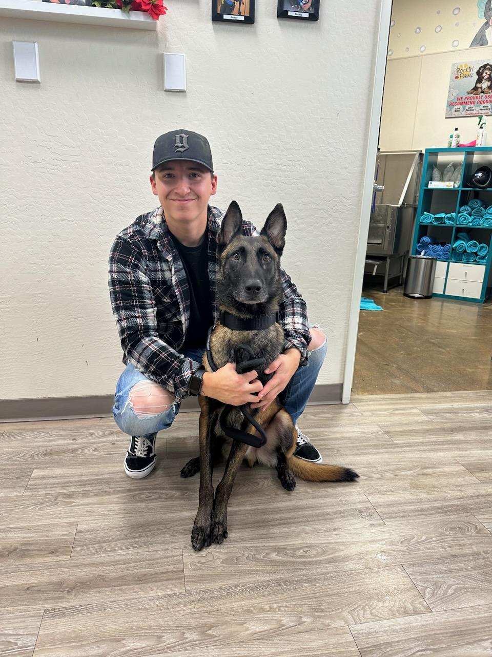 Tequila, a Adopted Belgian Shepherd / Malinois in Mesa, AZ image 3/3