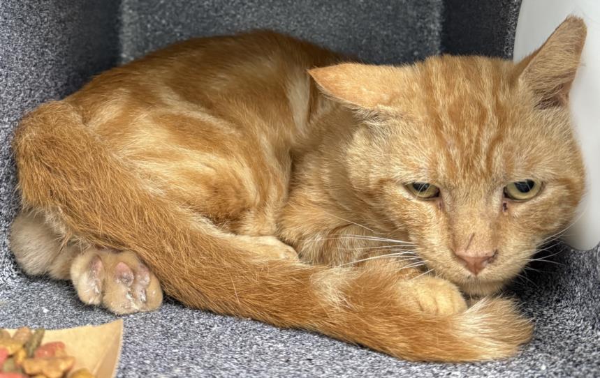 CHARLIE, Adoptable, Adult Male Domestic Short Hair.