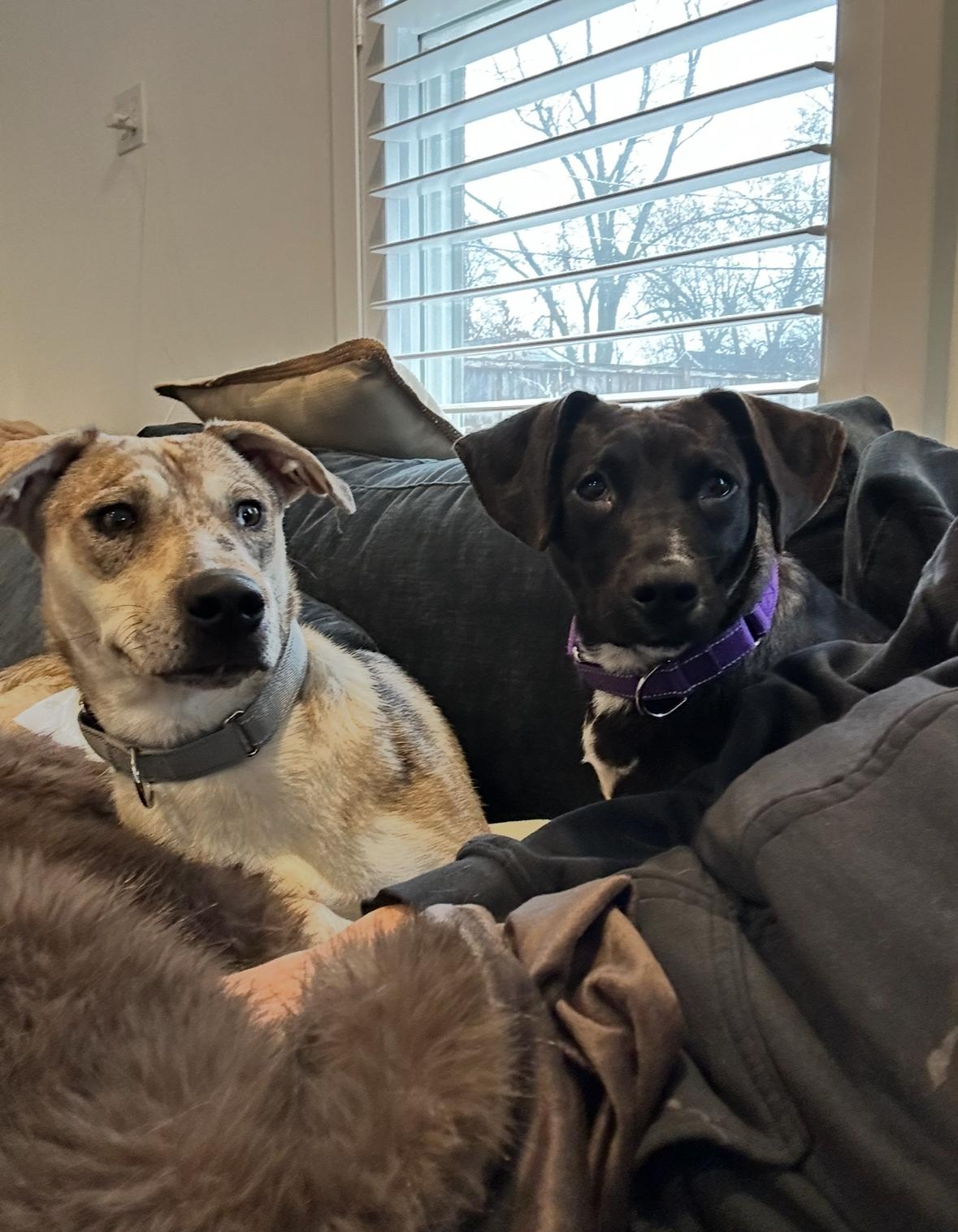 Darleen, ADOPTABLE, Young Female Australian Cattle Dog / Blue Heeler.