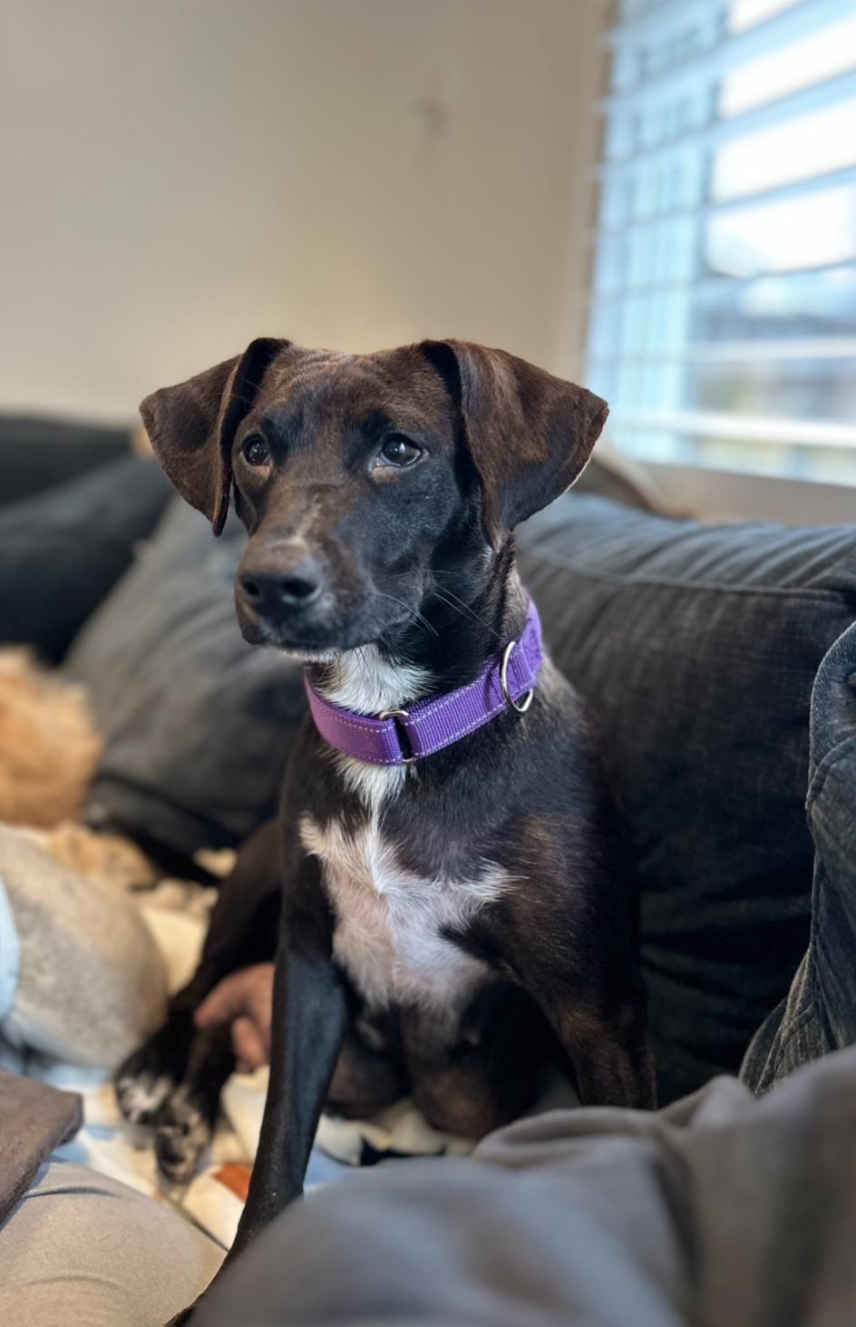 Darleen, a ADOPTABLE mixed breed in Arlington Heights, IL image 2/6