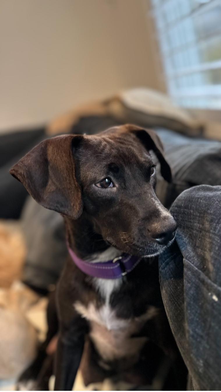 Darleen, a ADOPTABLE mixed breed in Arlington Heights, IL image 3/6