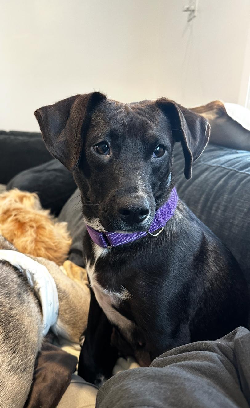 Darleen, a ADOPTABLE mixed breed in Arlington Heights, IL image 5/6