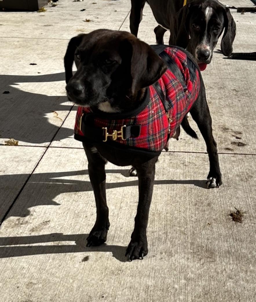 Darleen, a ADOPTABLE mixed breed in Arlington Heights, IL image 6/6