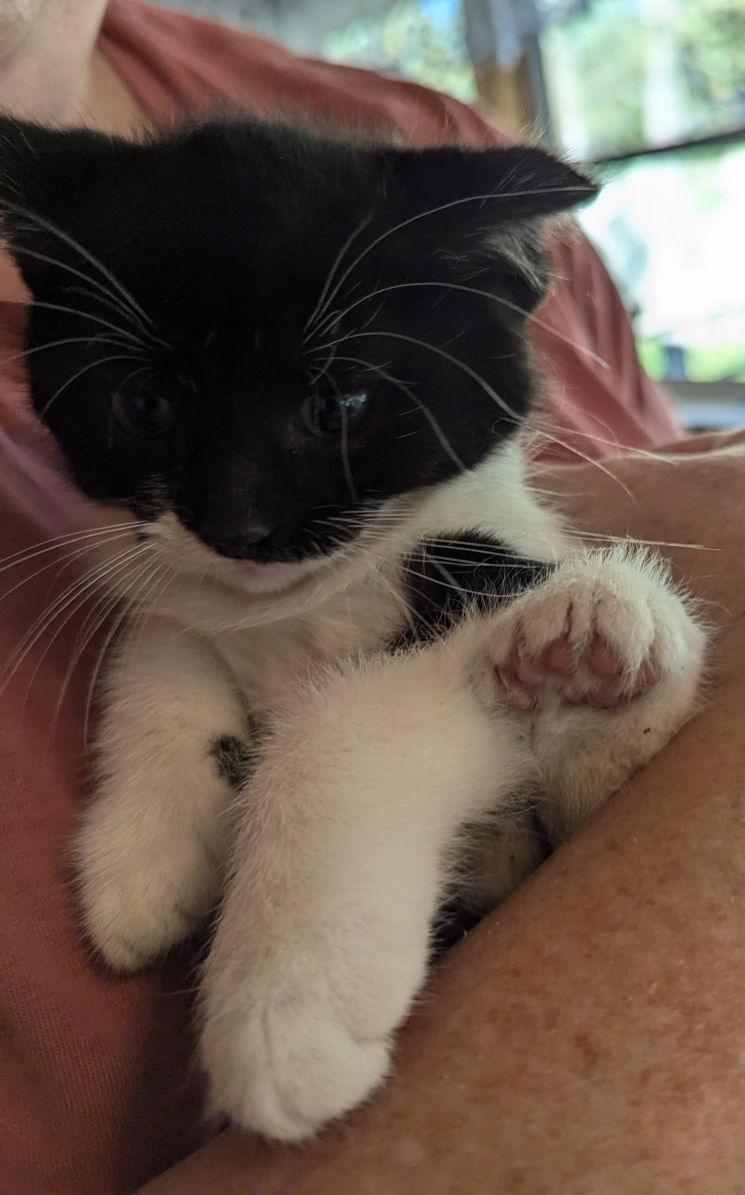 Cat for adoption Hemingway, a Domestic Medium Hair Mix in Ypsilanti