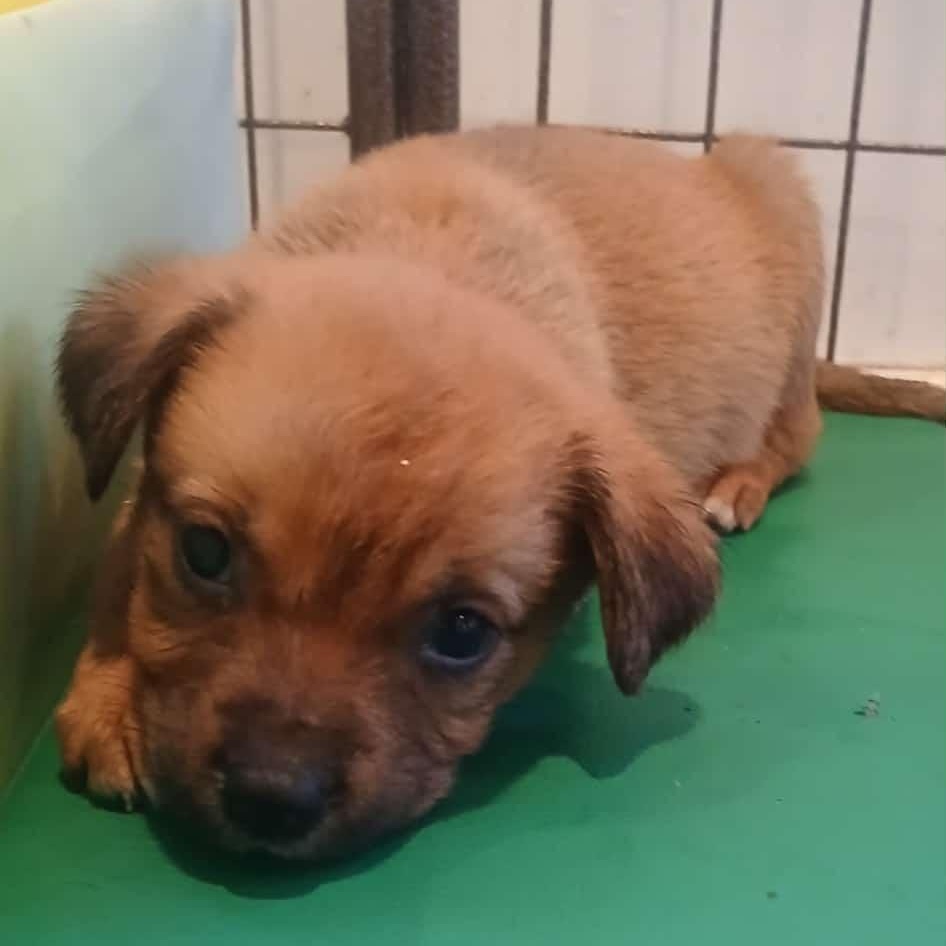 Lots of puppies, ADOPTABLE, Puppy Male Labrador Retriever.