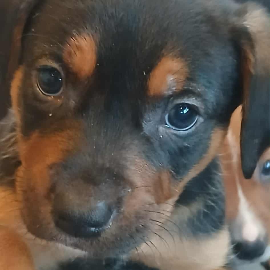 Lots of puppies, ADOPTABLE, Puppy Male Labrador Retriever.