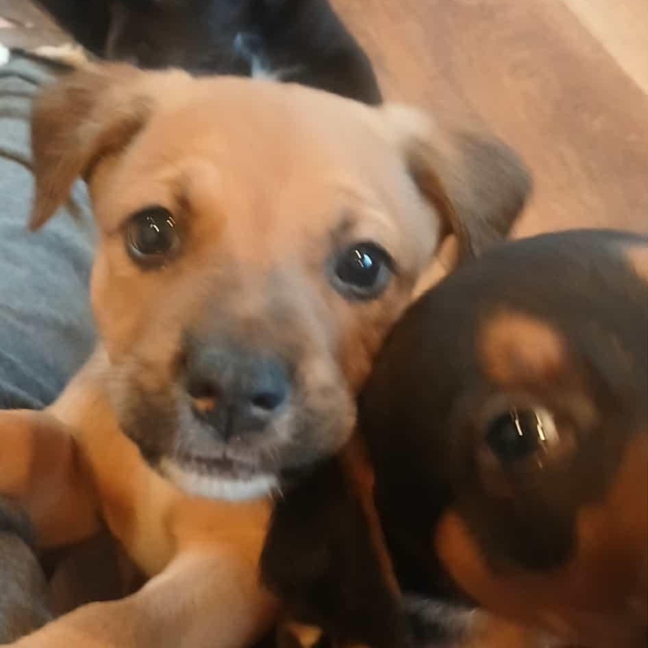 Lots of puppies, a ADOPTABLE mixed breed in Wyandotte, MI image 3/6