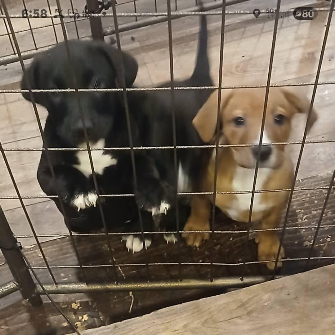 Lots of puppies, ADOPTABLE, Puppy Male Labrador Retriever.