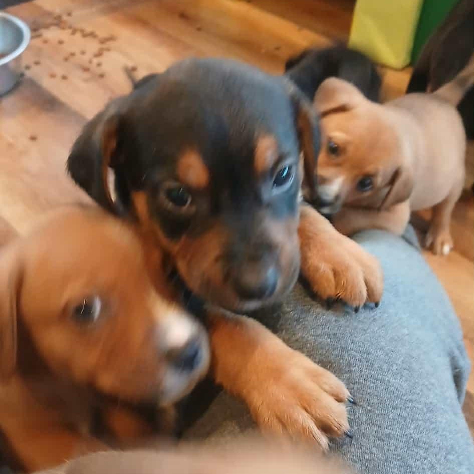 Lots of puppies, a ADOPTABLE mixed breed in Wyandotte, MI image 4/6