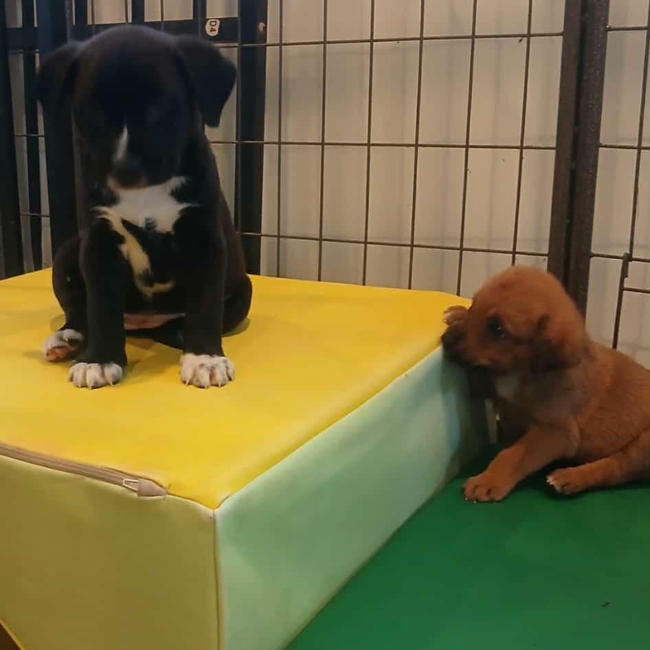 Lots of puppies, a ADOPTABLE mixed breed in Wyandotte, MI image 5/6