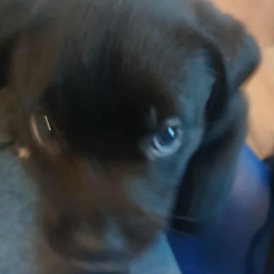 Lots of puppies, a ADOPTABLE mixed breed in Wyandotte, MI image 6/6