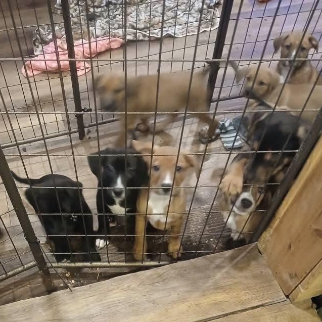 Enlarge Lots of puppies, a ADOPTABLE mixed breed in Wyandotte, MI image 5/6