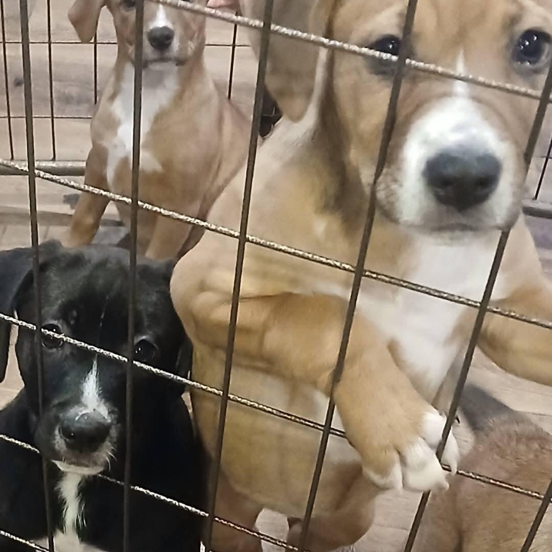 Enlarge Lots of puppies, a ADOPTABLE mixed breed in Wyandotte, MI image 6/6