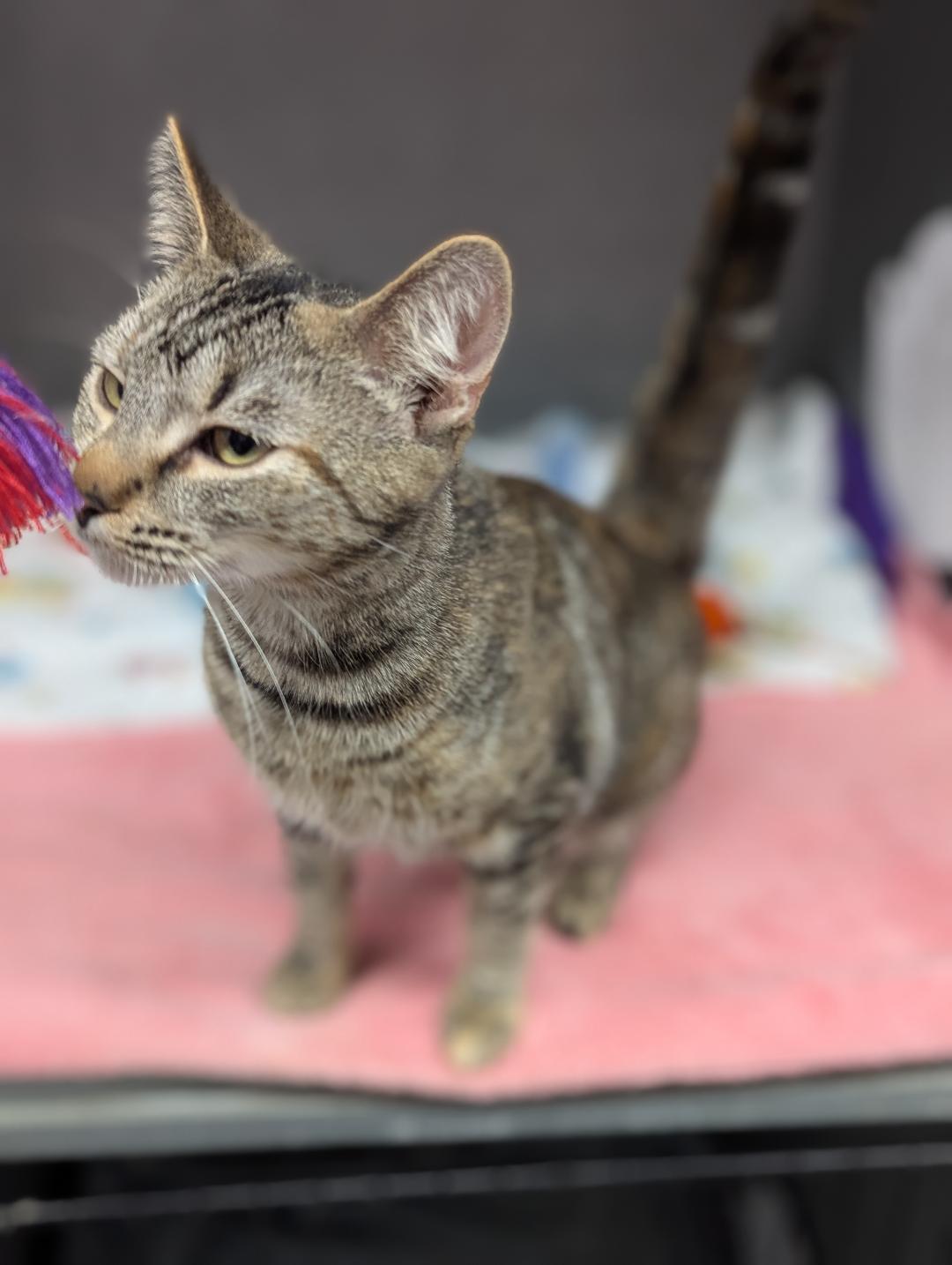 Adora, ADOPTABLE, Young Female Domestic Short Hair.