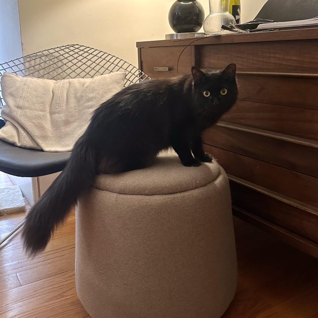 Enlarge Tiramisu & Jojo - Shy Sweet Girls, a Adoptable Domestic Long Hair in New York, NY image 3/5