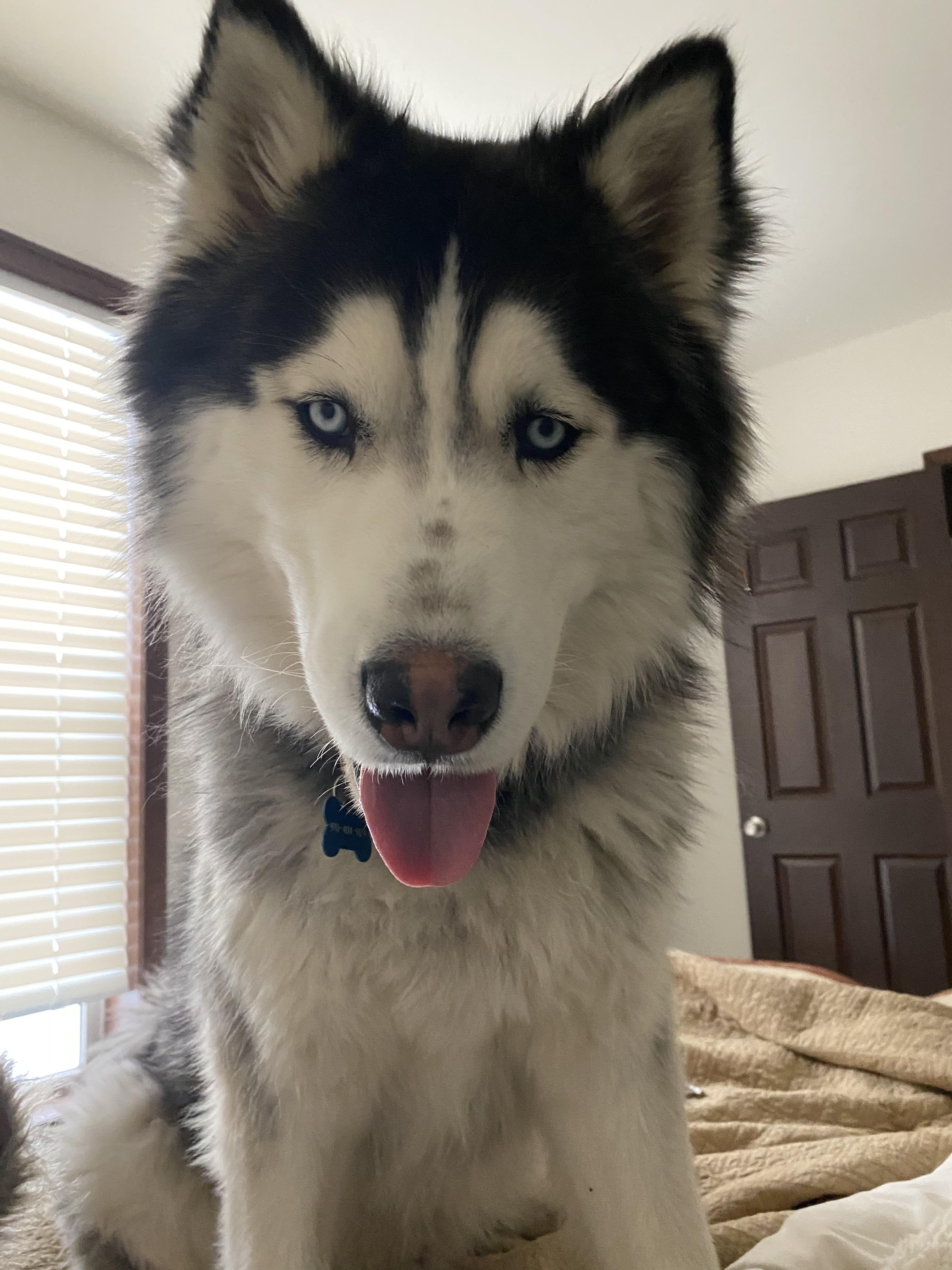 Enlarge Yuri, a Adoptable Siberian Husky in Pagosa Springs, CO image 2/5