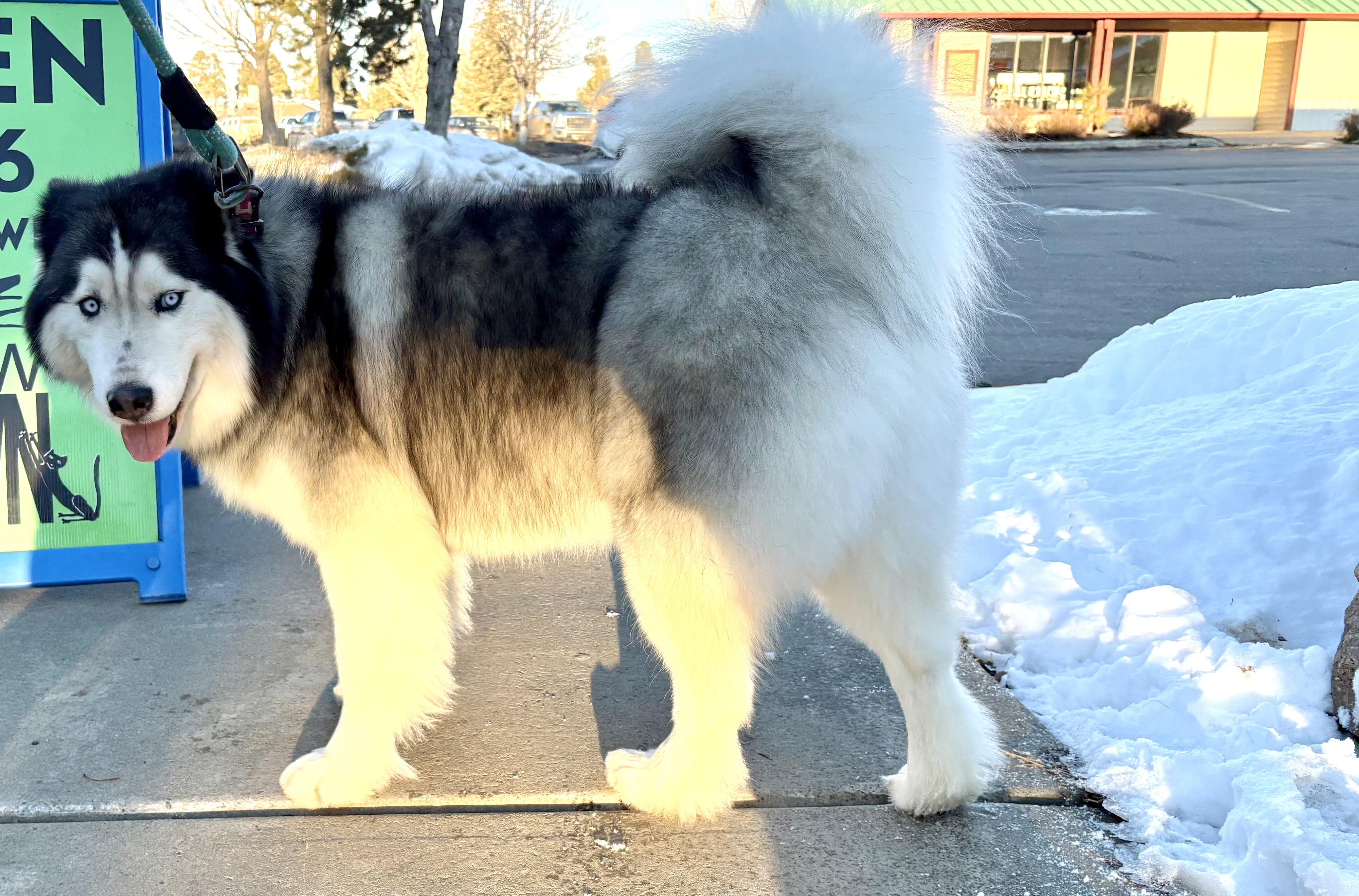 Enlarge Yuri, a Adoptable Siberian Husky in Pagosa Springs, CO image 4/5