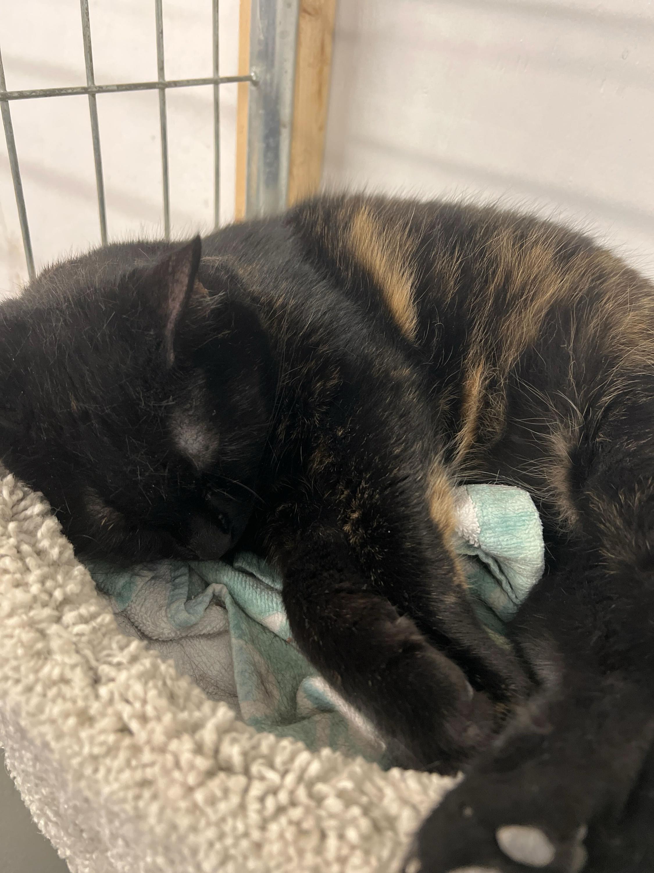 Enlarge Hibiscus, a ADOPTABLE Tortoiseshell in Toronto, ON image 4/5