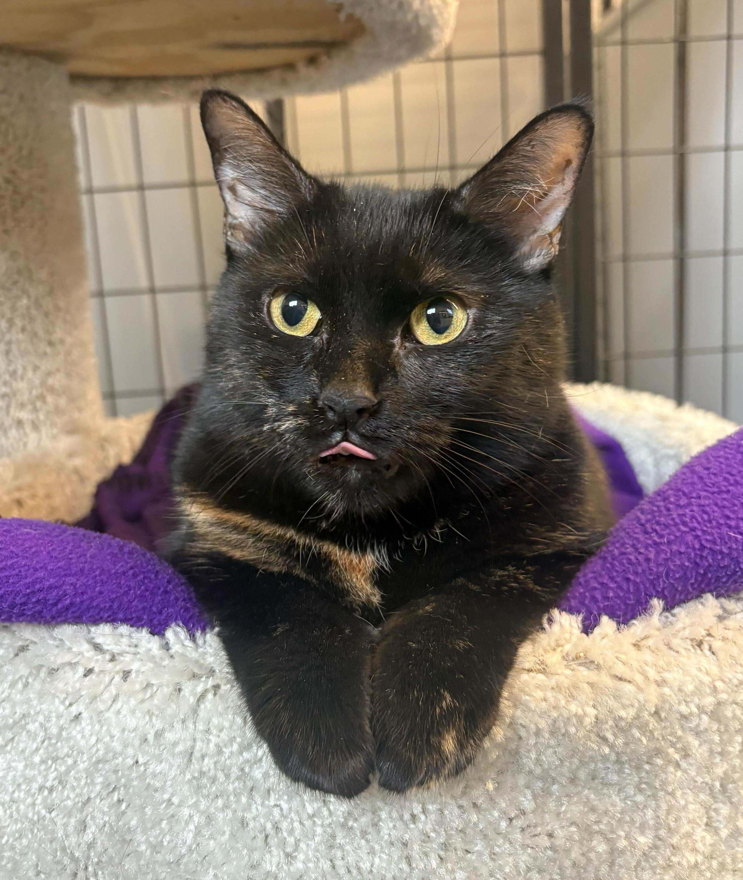 Hibiscus, ADOPTABLE, Adult Female Tortoiseshell.