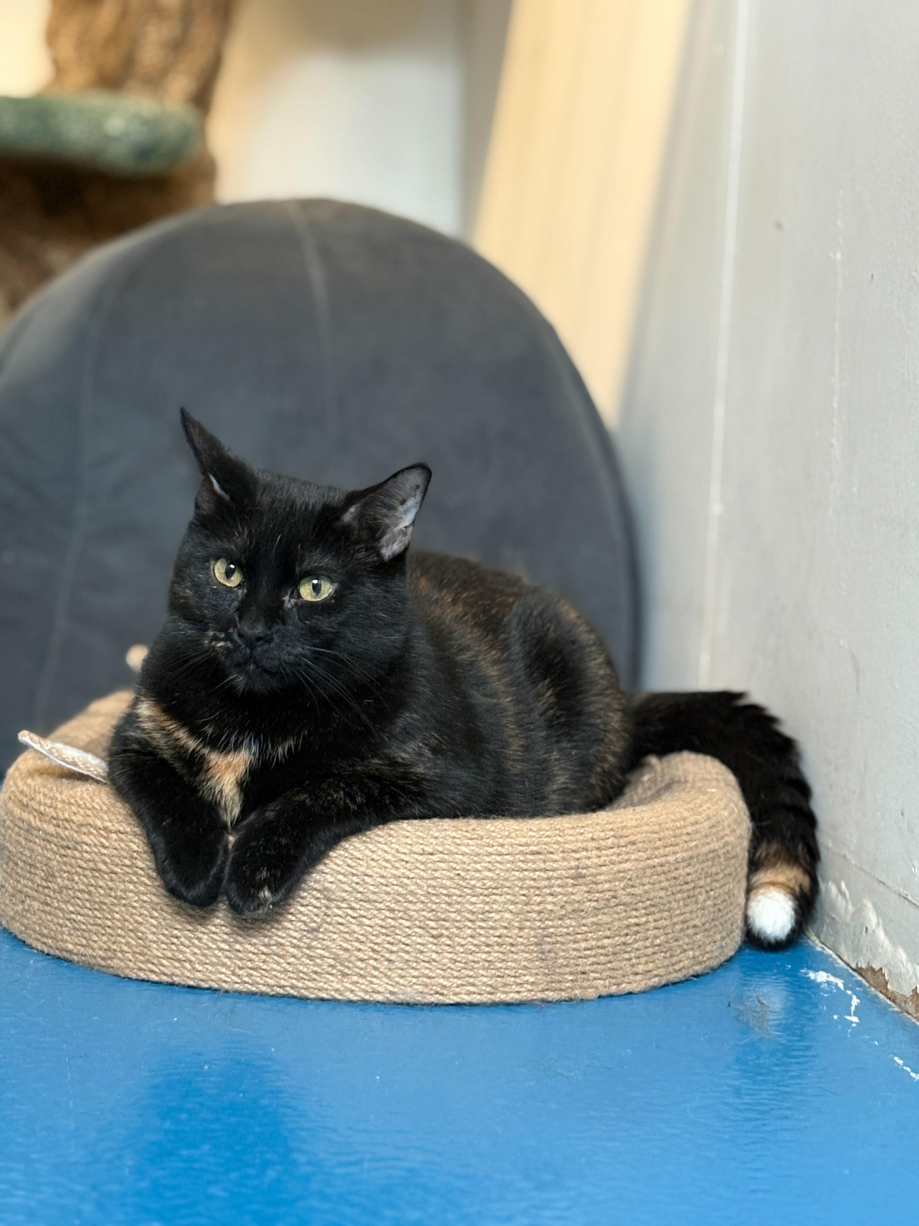 Enlarge Hibiscus, a ADOPTABLE Tortoiseshell in Toronto, ON image 3/5