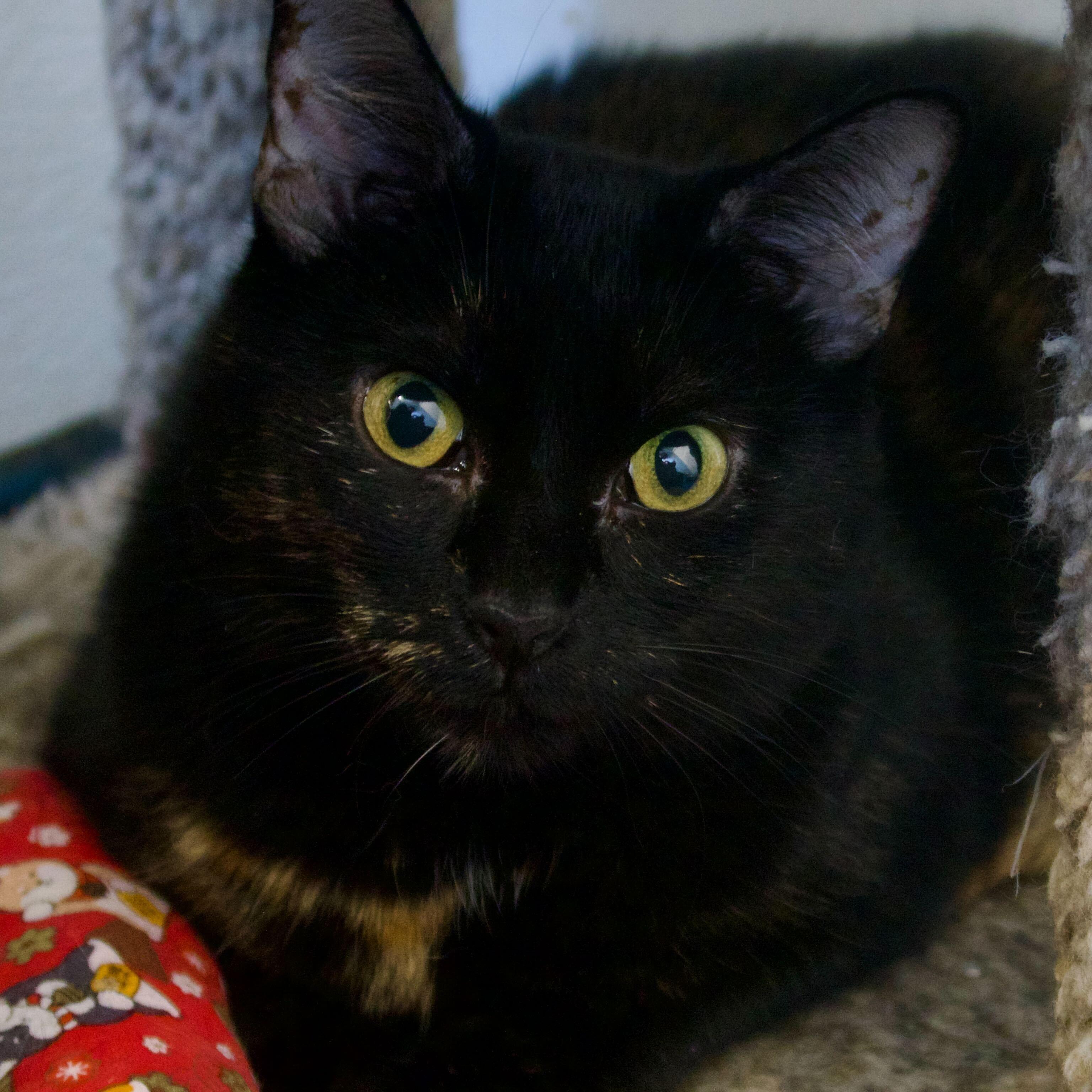 Enlarge Hibiscus, a ADOPTABLE Tortoiseshell in Toronto, ON image 2/5