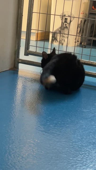 Enlarge Hibiscus, a ADOPTABLE Tortoiseshell in Toronto, ON video 5/5